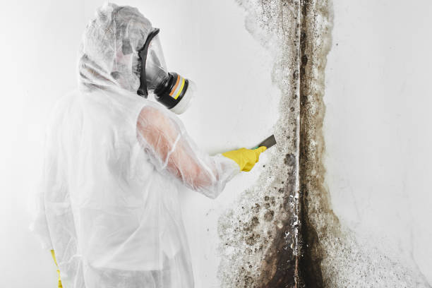 Best Crawl Space Mold Removal  in Kibler, AR