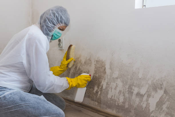 Best Crawl Space Mold Removal  in Kibler, AR