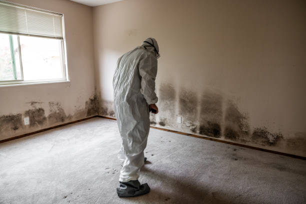 Best Fast Mold Removal  in Kibler, AR