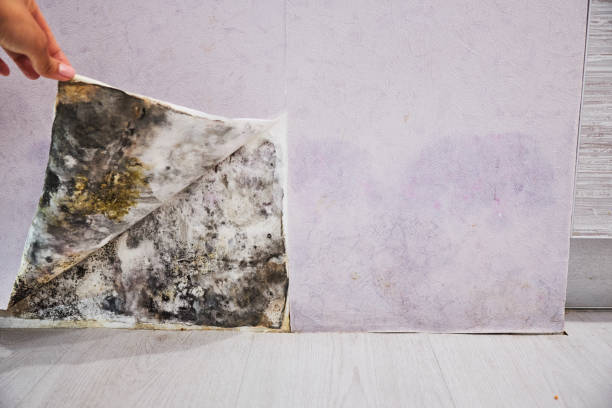 Best Mold Remediation Services  in Kibler, AR